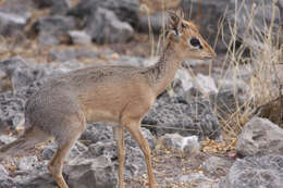 Image of Kirk's Dik-dik