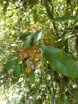 Image of Mischocarpus lachnocarpus (F. Müll.) Radlk.