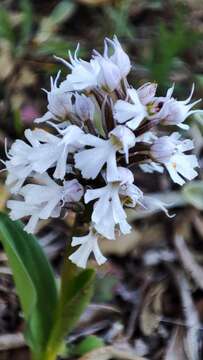 Plancia ëd Neotinea tridentata subsp. conica (Willd.) R. M. Bateman, Pridgeon & M. W. Chase