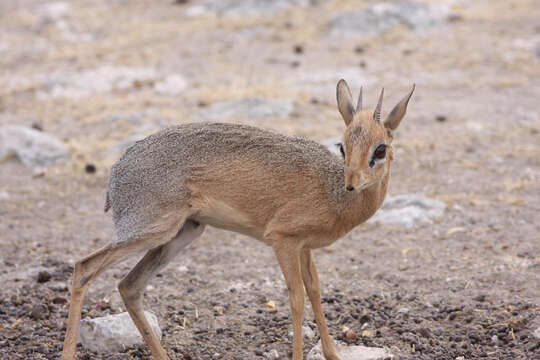 Image of Kirk's Dik-dik