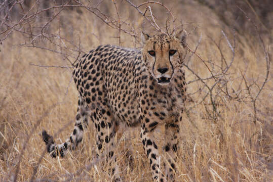 Image of Namibian cheetah