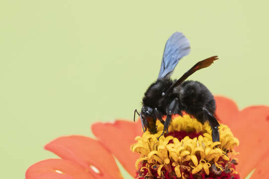 Image of Bombus morio (Swederus 1787)