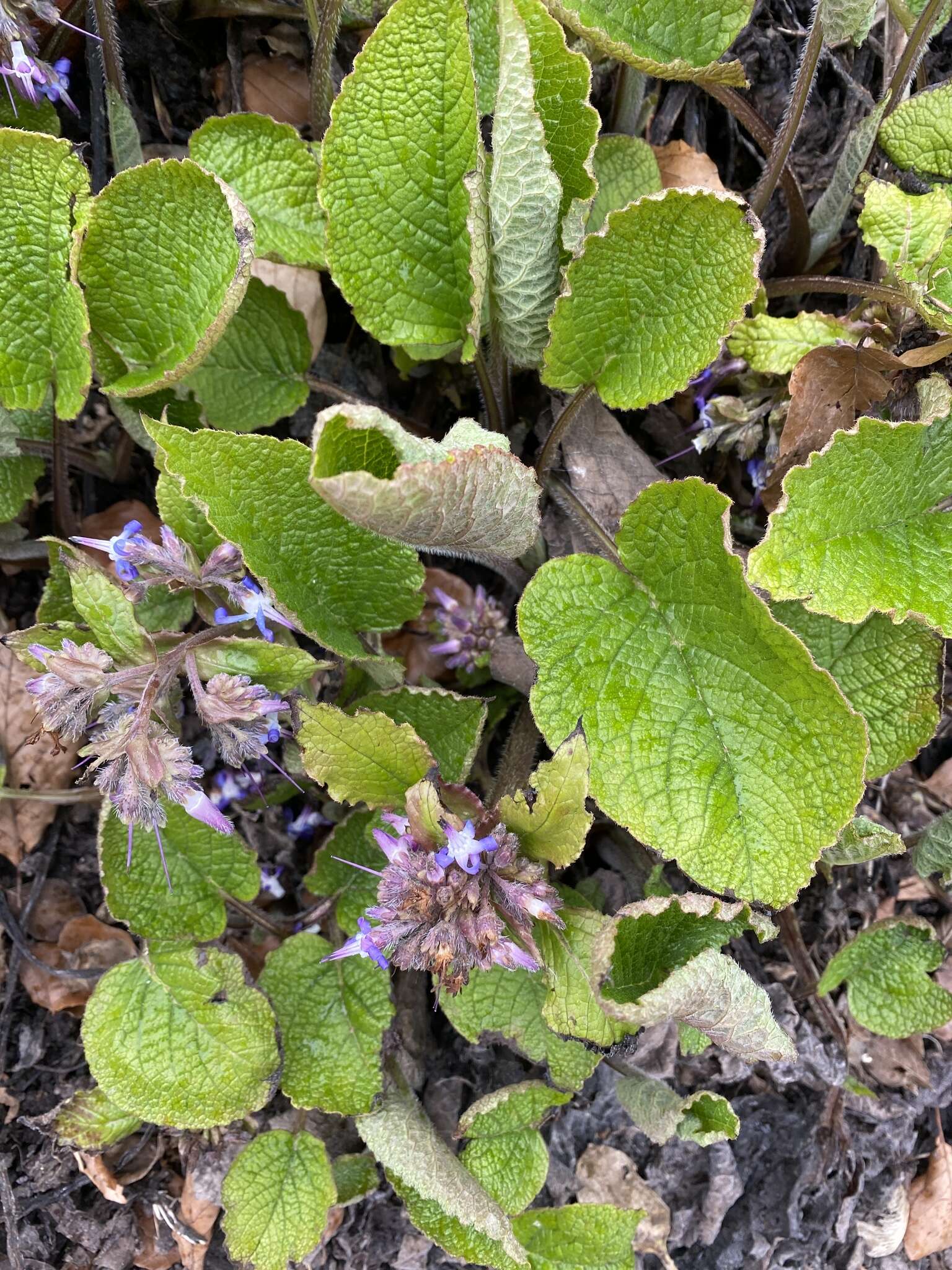 Слика од Trachystemon orientalis (L.) G. Don