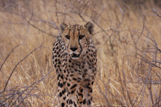 Image of Namibian cheetah