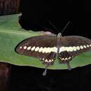 صورة Papilio demolion Cramer (1776)