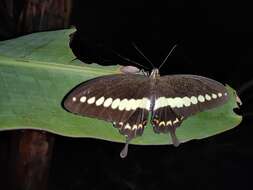 Image of Papilio demolion Cramer (1776)