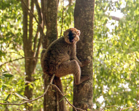 Слика од Eulemur fulvus (É. Geoffroy Saint-Hilaire 1796)