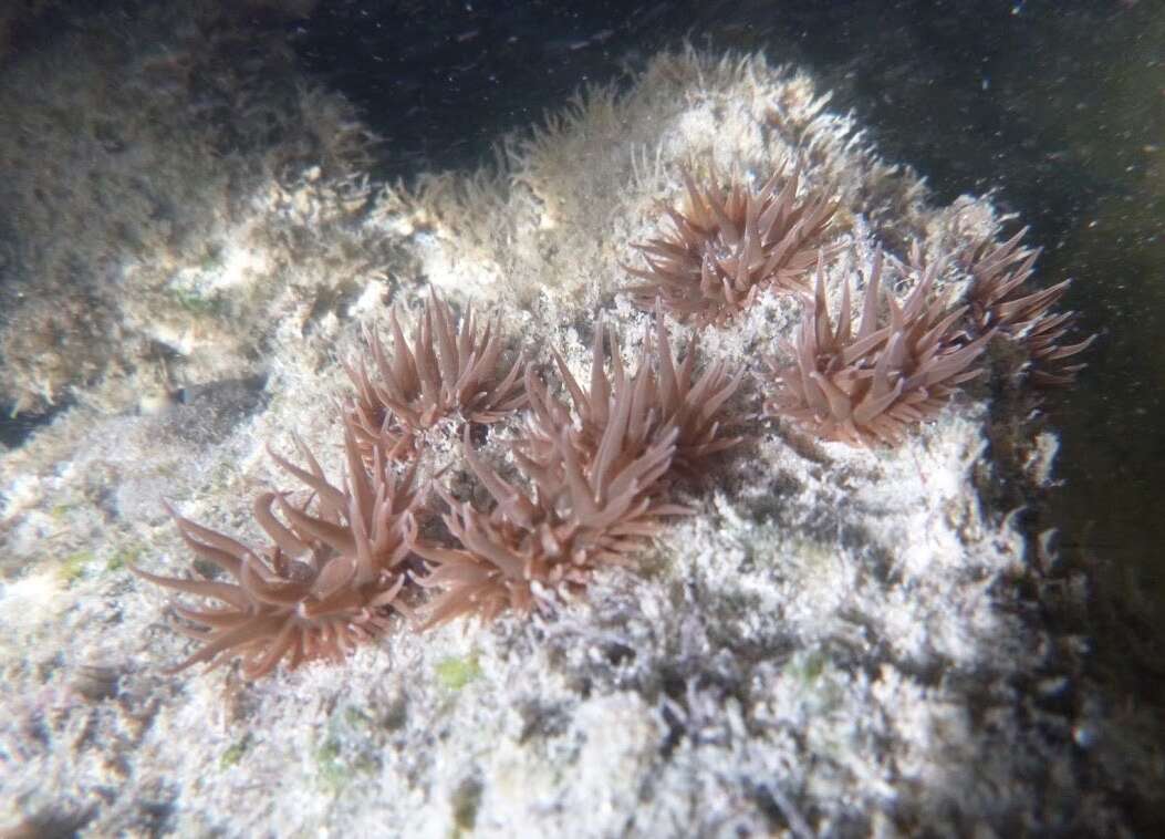 Image of sargassum anemone