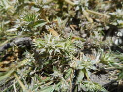 Image of coastal eryngo