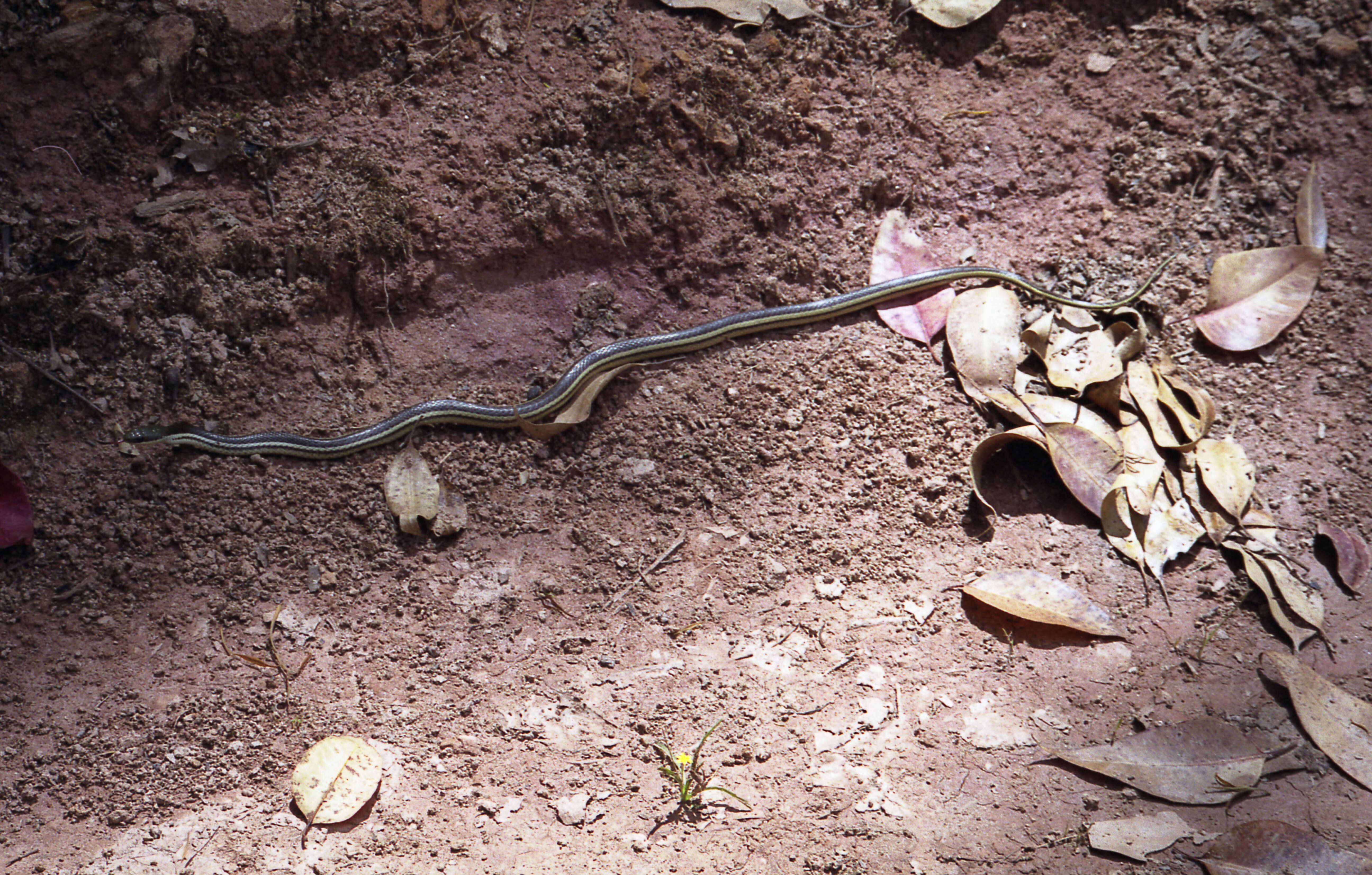 Image of Liopholidophis Mocquard 1904