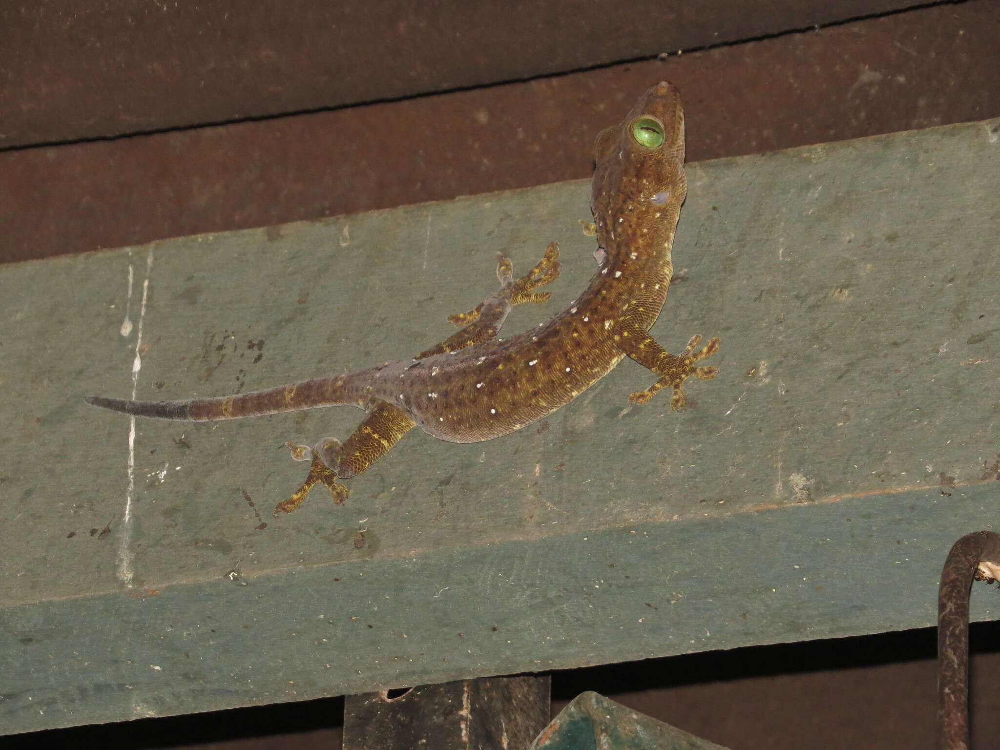 Sivun Gekko albofasciolatus (Günther 1867) kuva