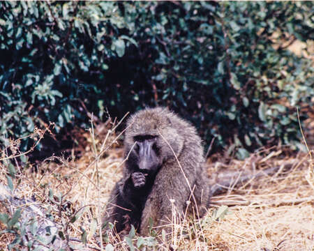 Image of Anubis Baboon