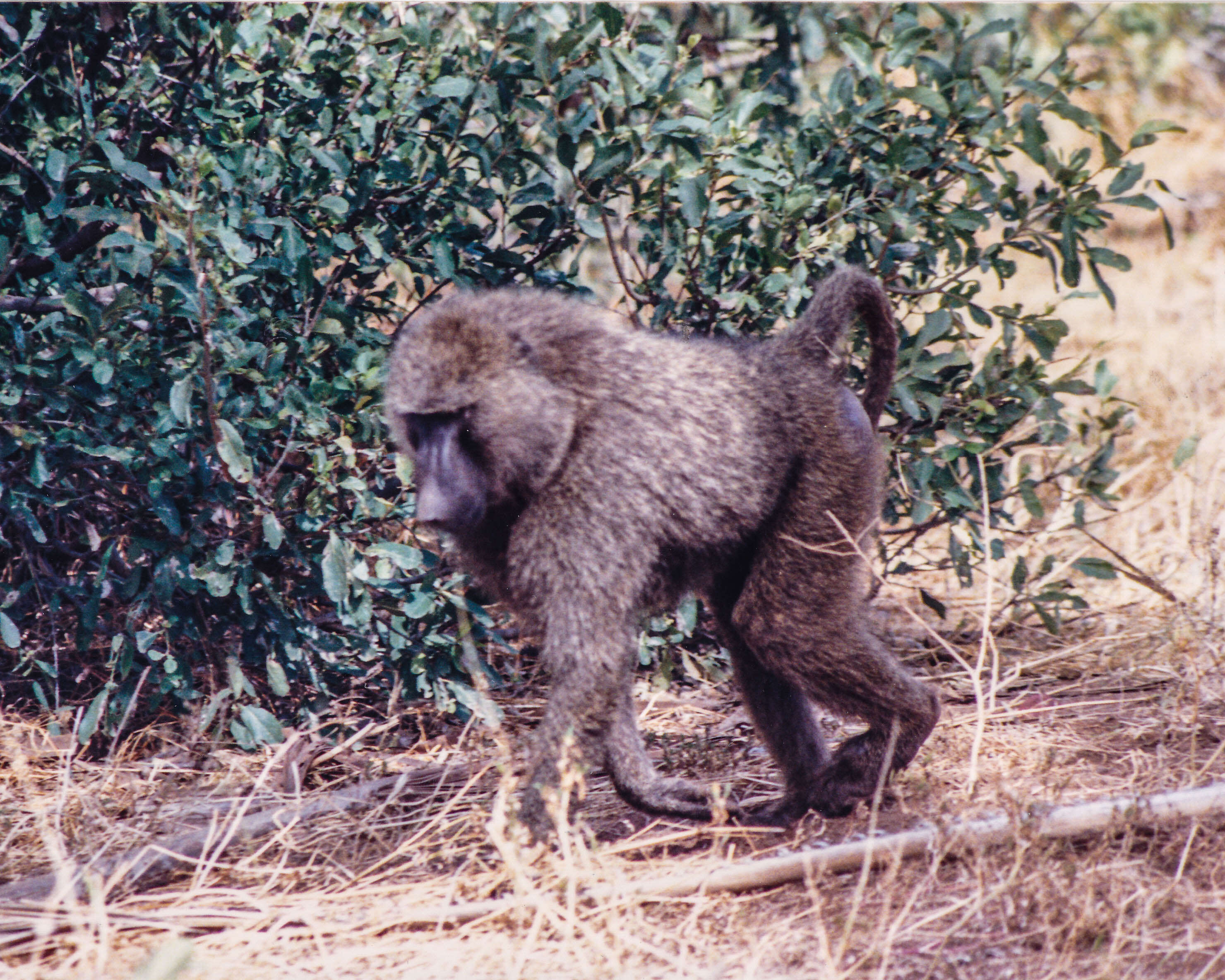 Image of Anubis Baboon