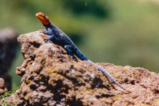 Image of Common agama