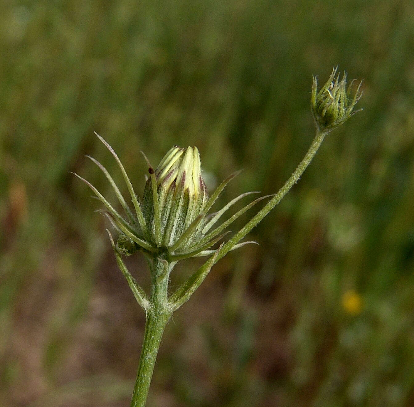 Imagem de Tolpis umbellata Bert.