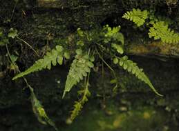 Asplenium pinnatifidum Nutt. resmi