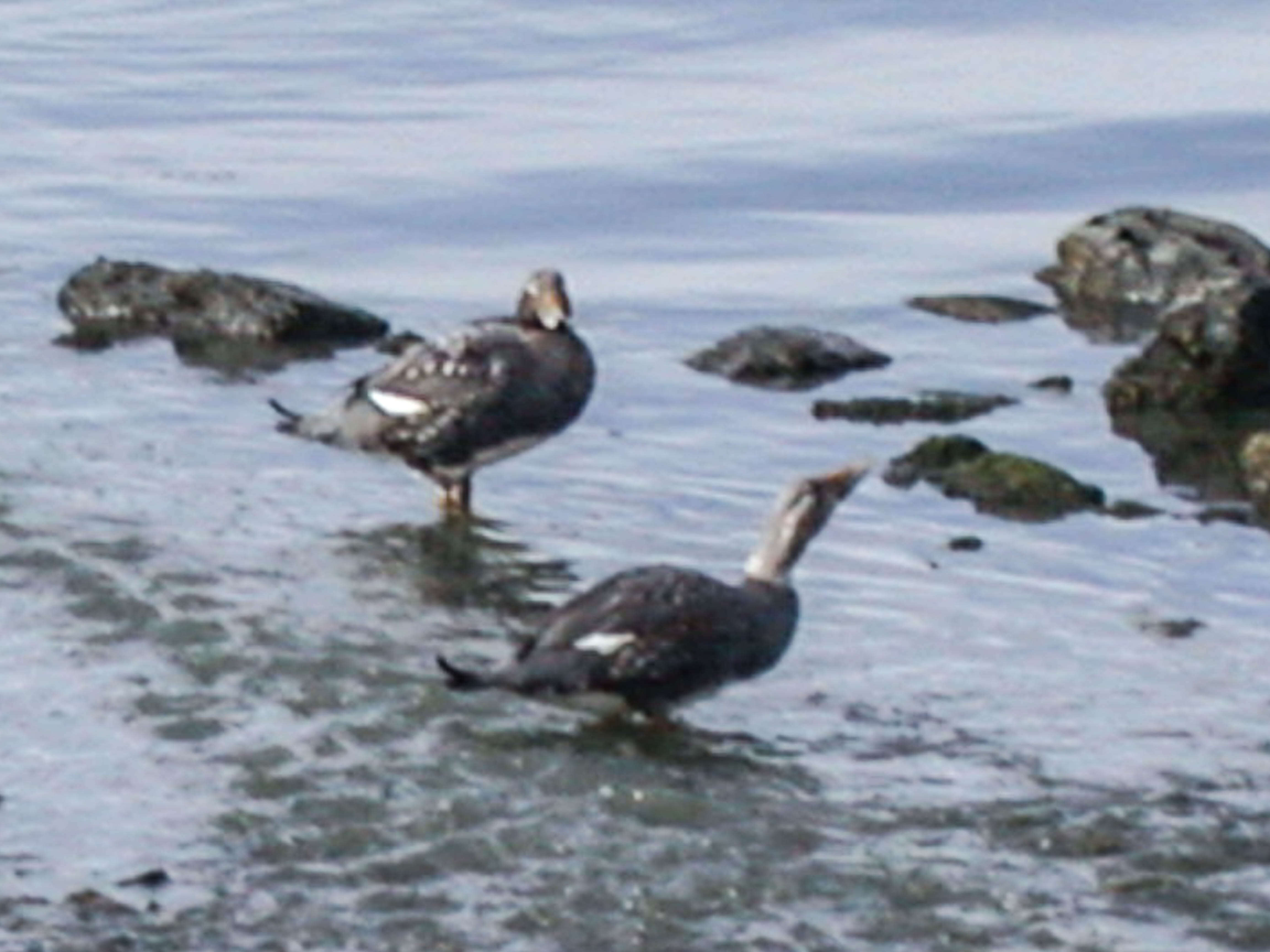 Image of Flightless Steamer-Duck