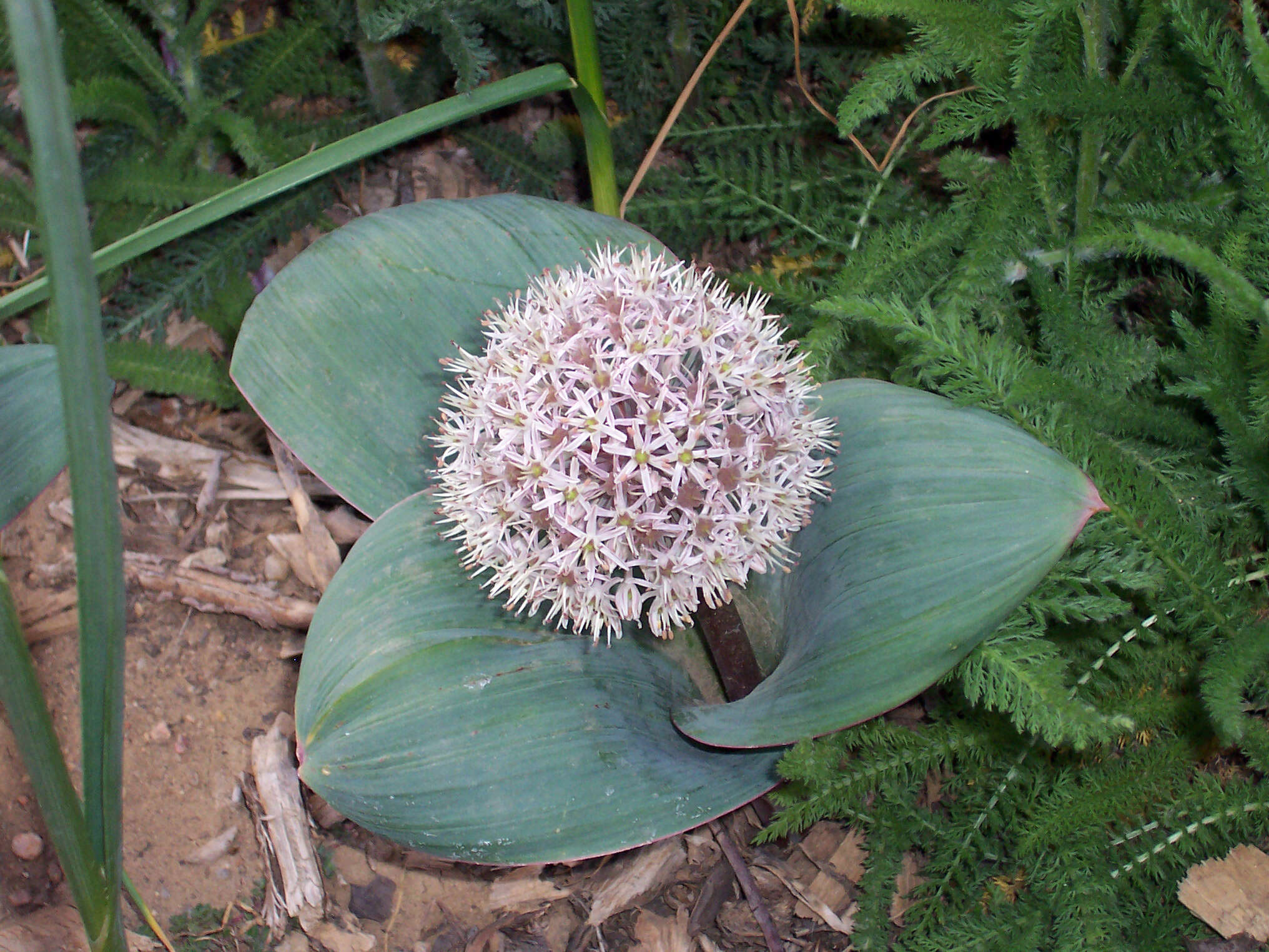 Image of Turkestan onion