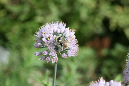 Image of Broad-leaved Chives