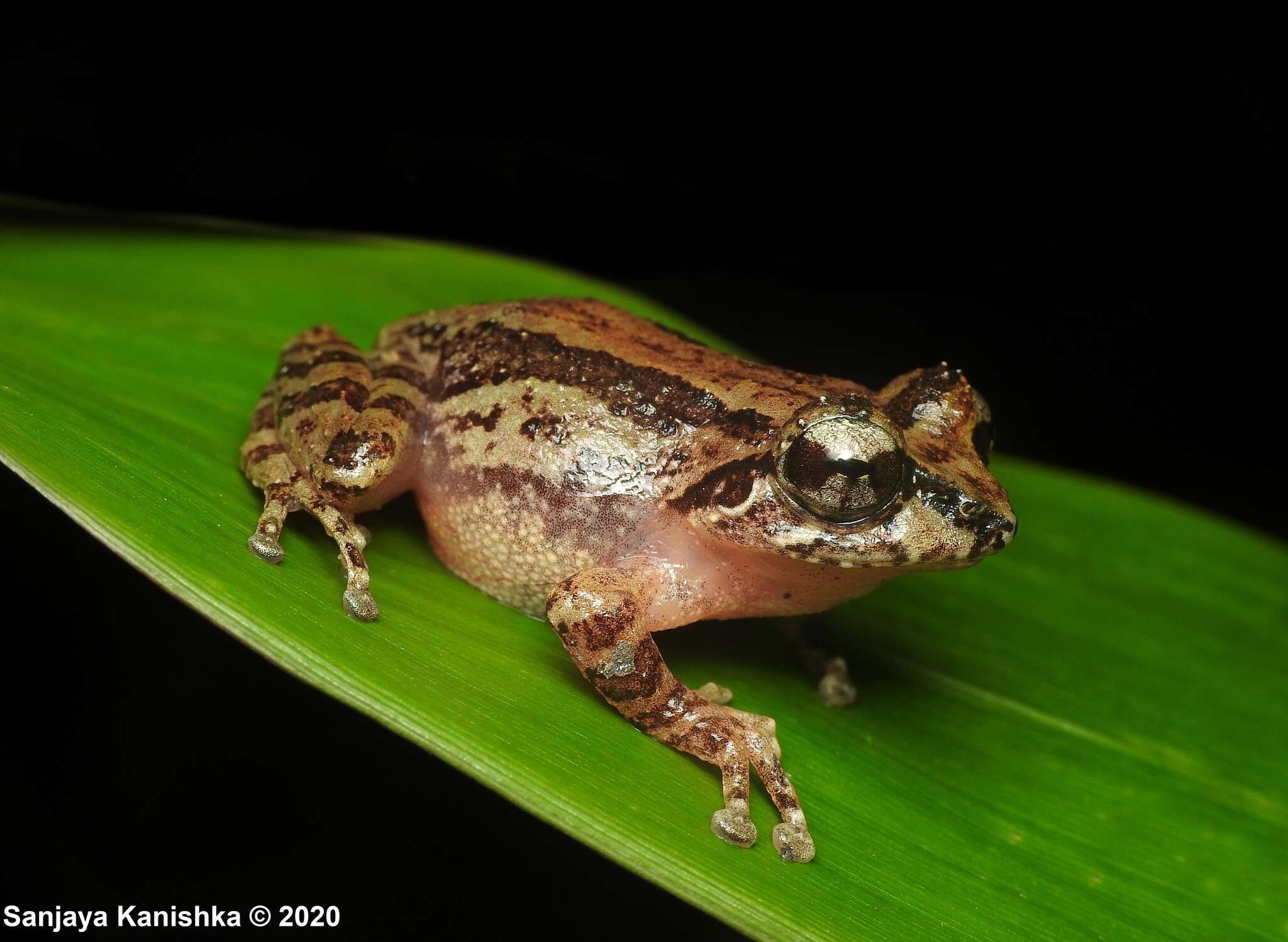Image of Afro-Asian Tree Frog