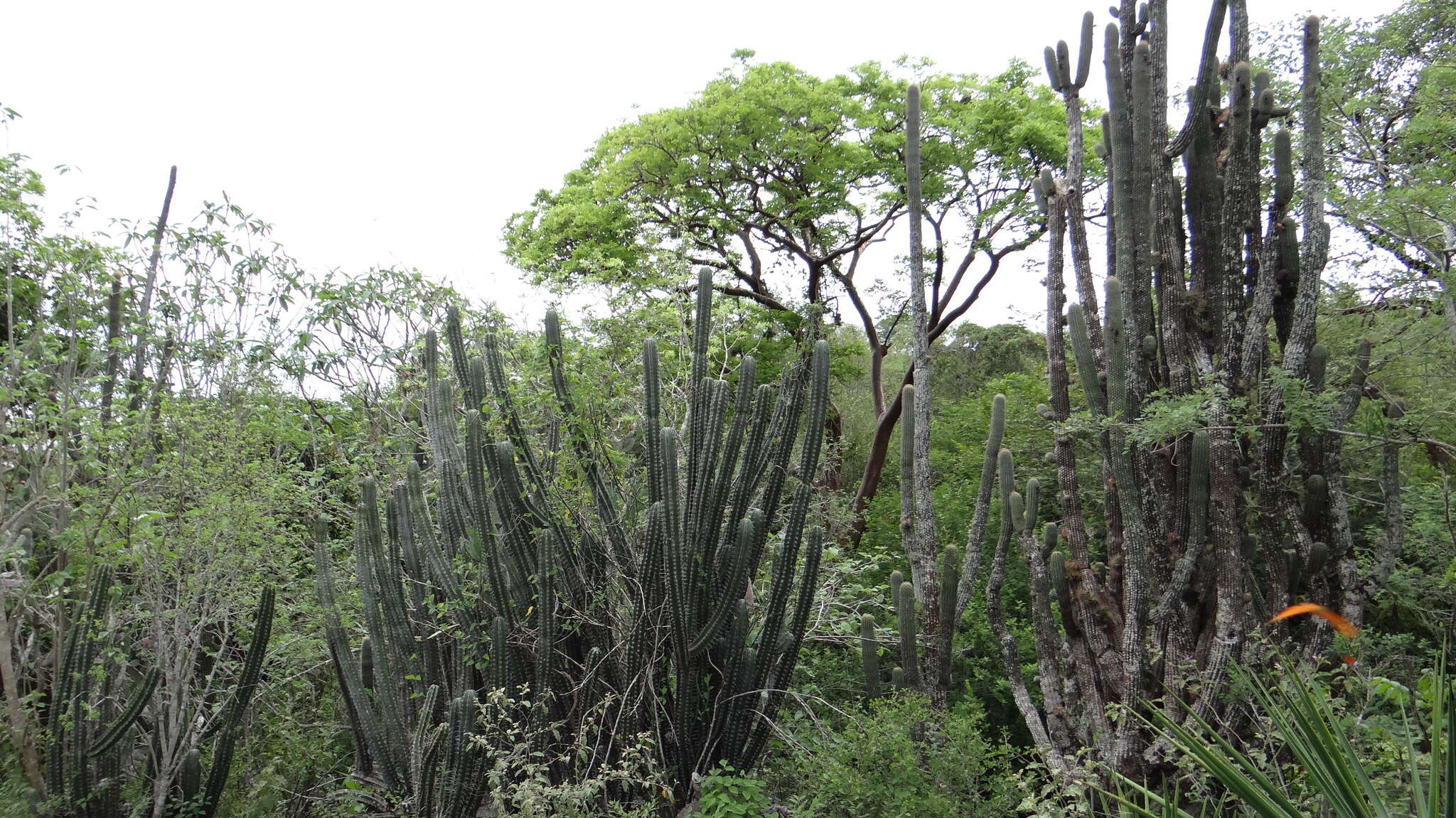 Neobuxbaumia scoparia (Polseg.) Backeb.的圖片