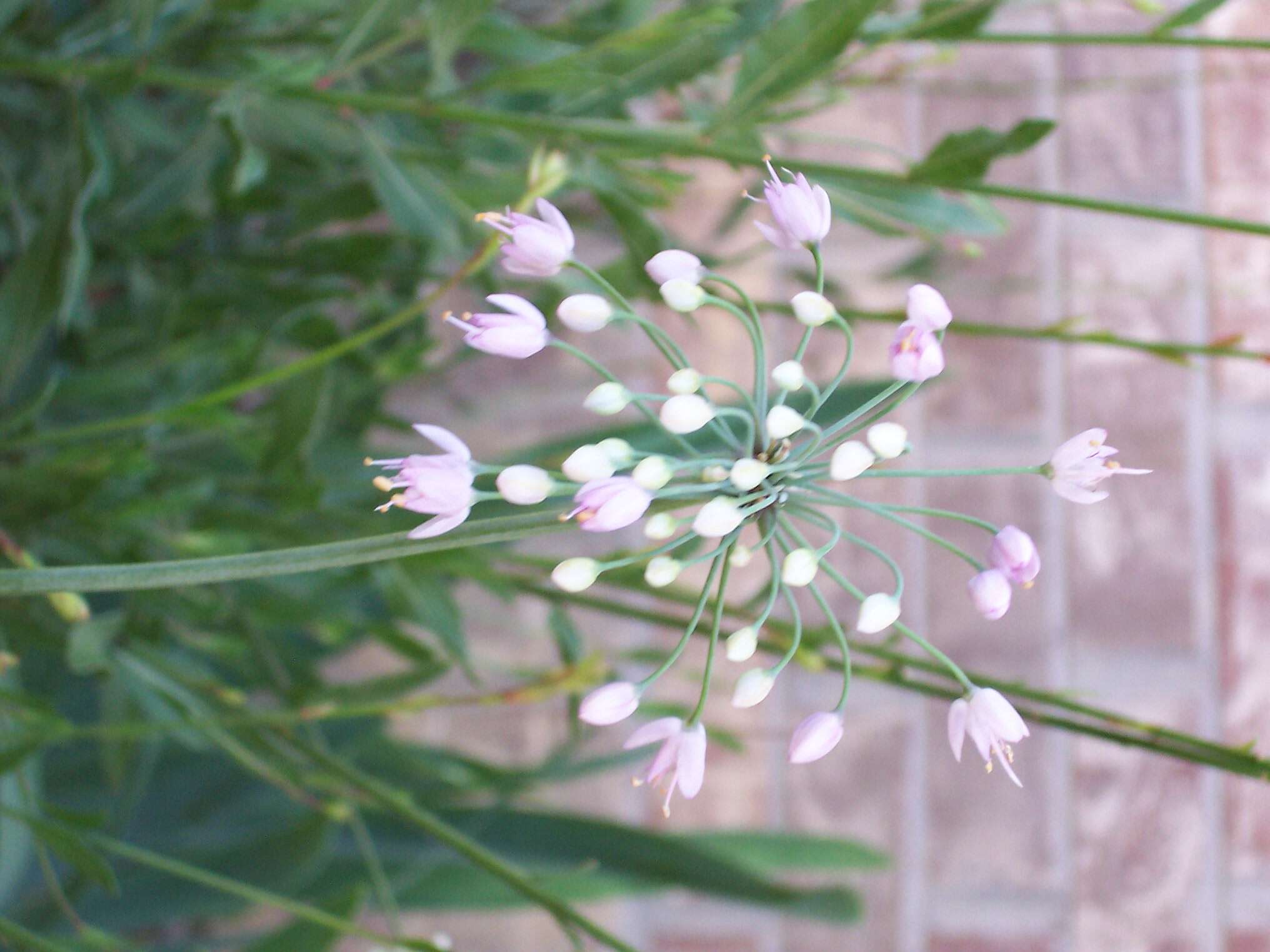 Image of Lady's leek