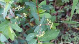 Image of Hyssop-Leaf Sandmat