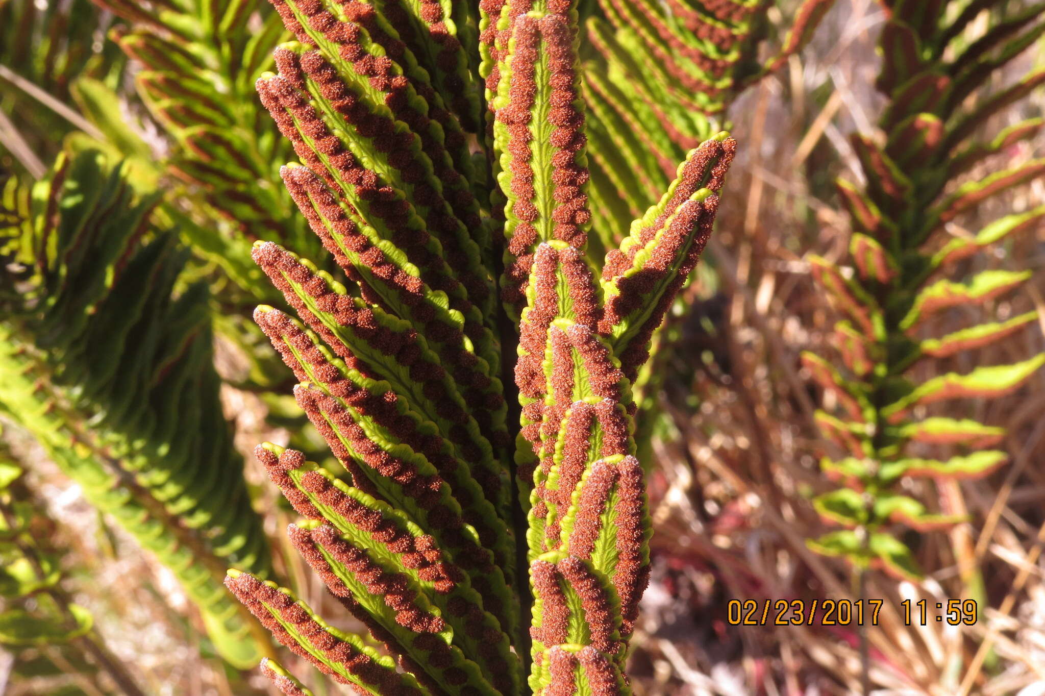 Image de Polypodium pellucidum var. vulcanicum Skottsberg