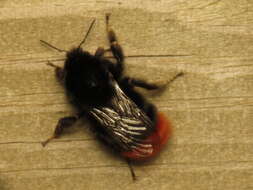 Image of Red tailed bumblebee