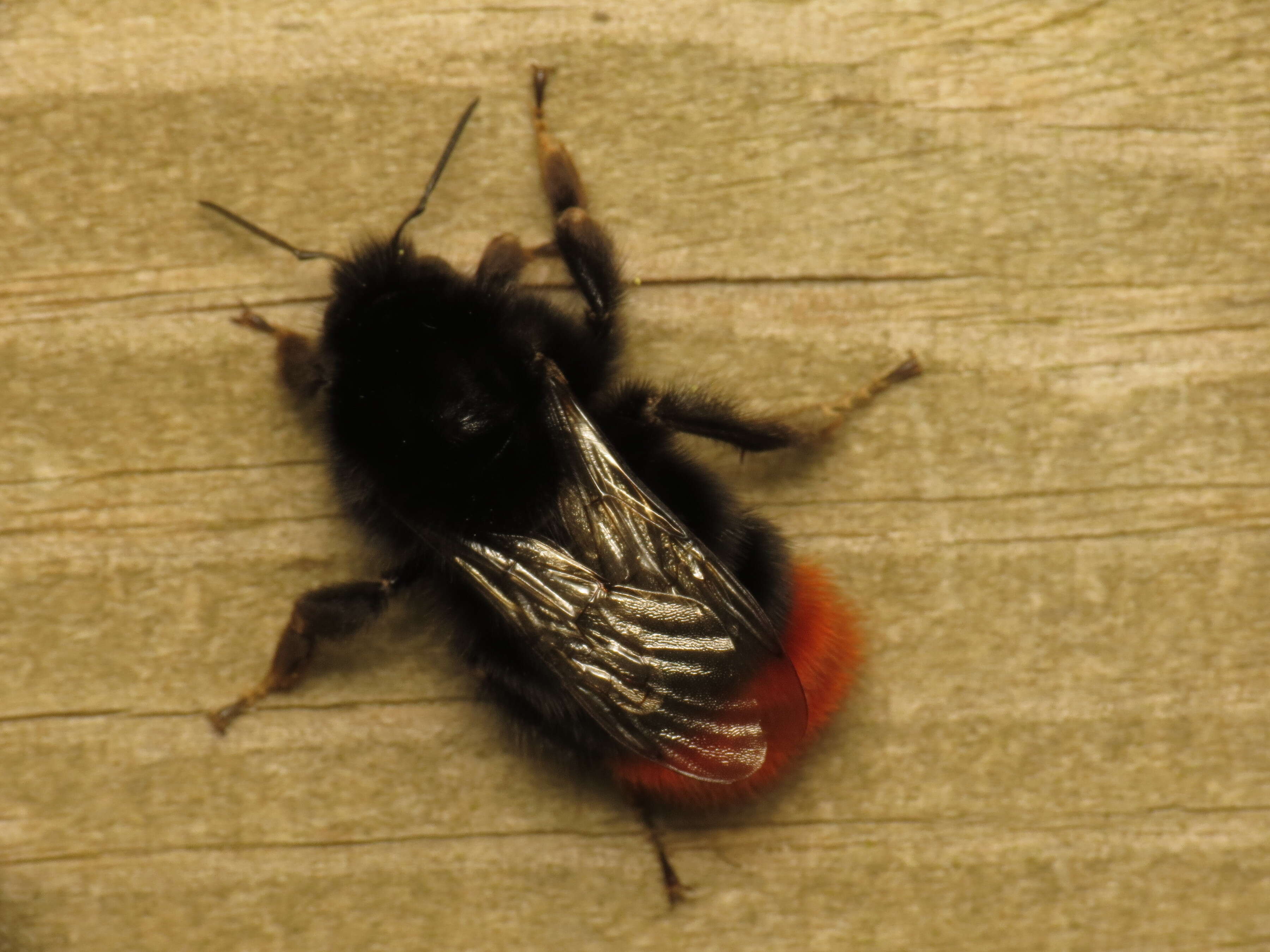 Image of Red tailed bumblebee