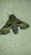 Image of Willowherb Hawkmoth