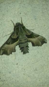 Image of Willowherb Hawkmoth