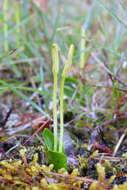 Imagem de Ophioglossum austroasiaticum Nishida