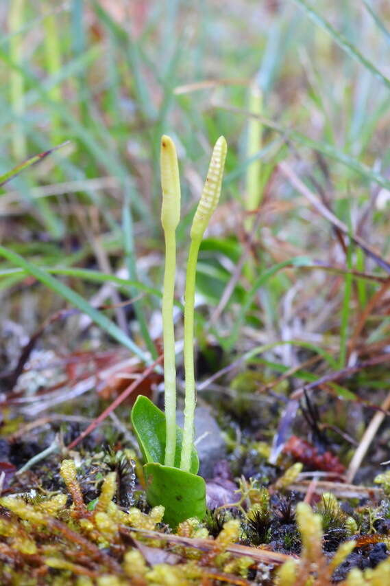 Image of Ophioglossum austroasiaticum Nishida