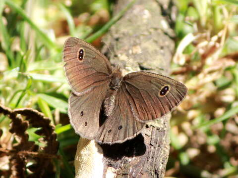 Image of Ypthima ypthimoides Moore 1881