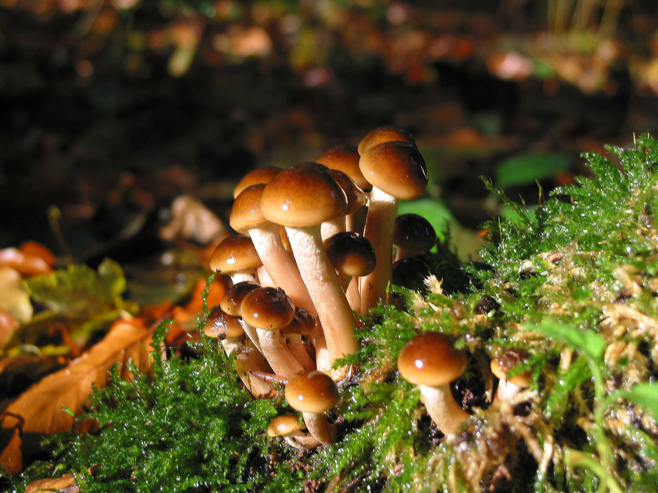 Image of Honey Fungus