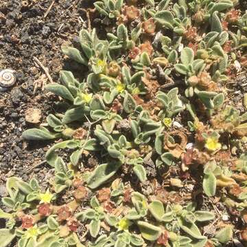 Image of Purslane-leaved aizoon