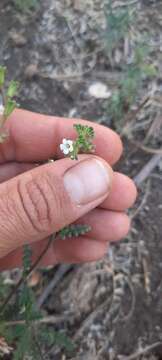 Phacelia affinis A. Gray的圖片