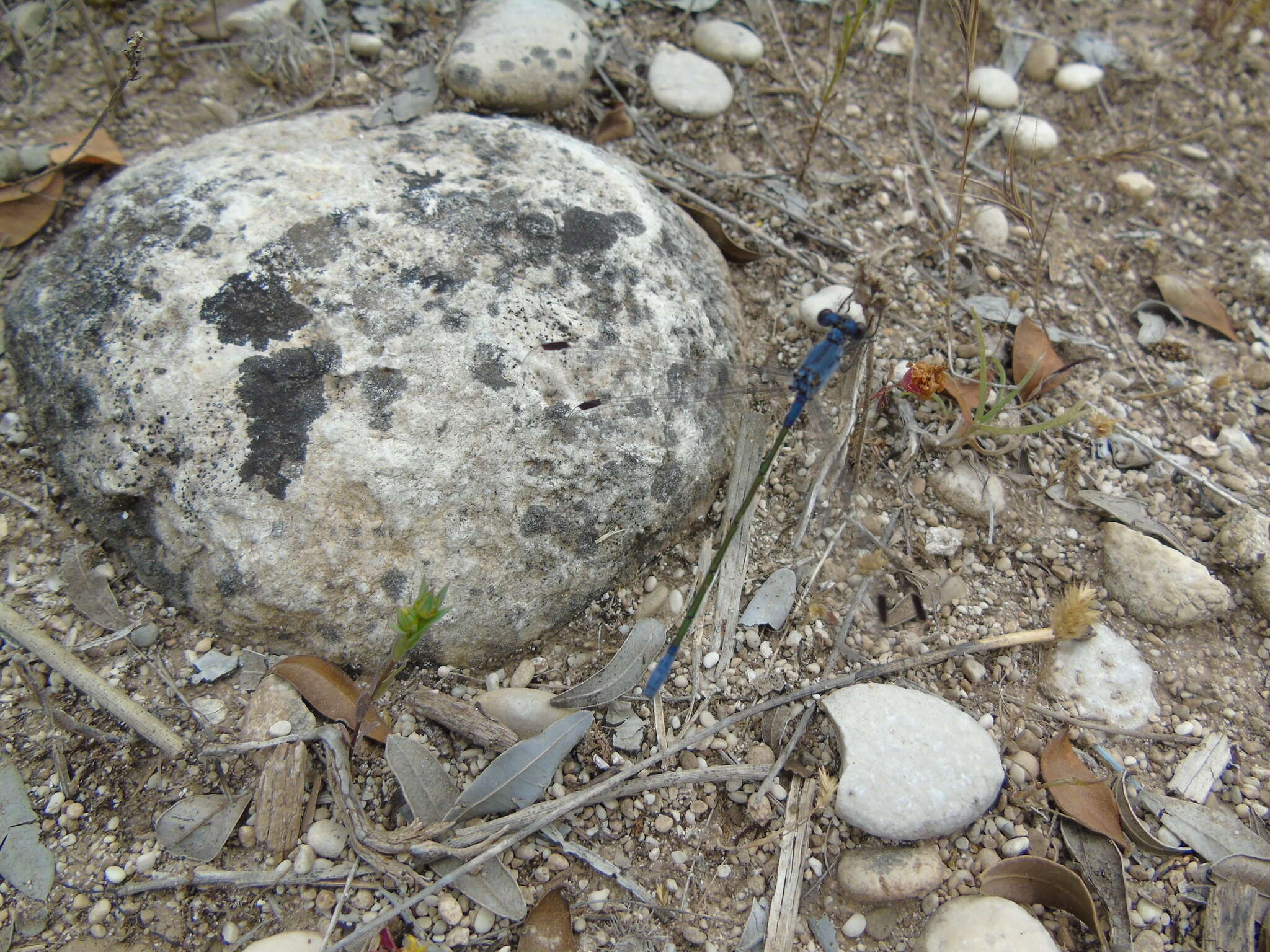 Image of Dark Emerald Damselfly