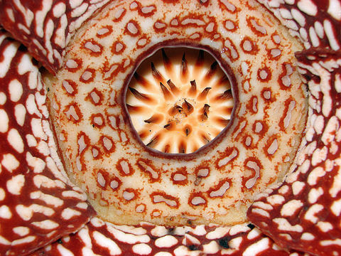 Image of <i>Rafflesia pricei</i> W. Meijer
