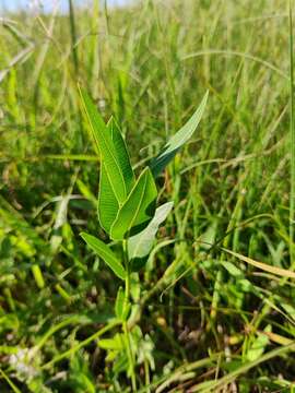 Image de Asclepias meadii Torr. ex A. Gray