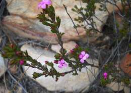 Image of Acmadenia maculata I. Williams