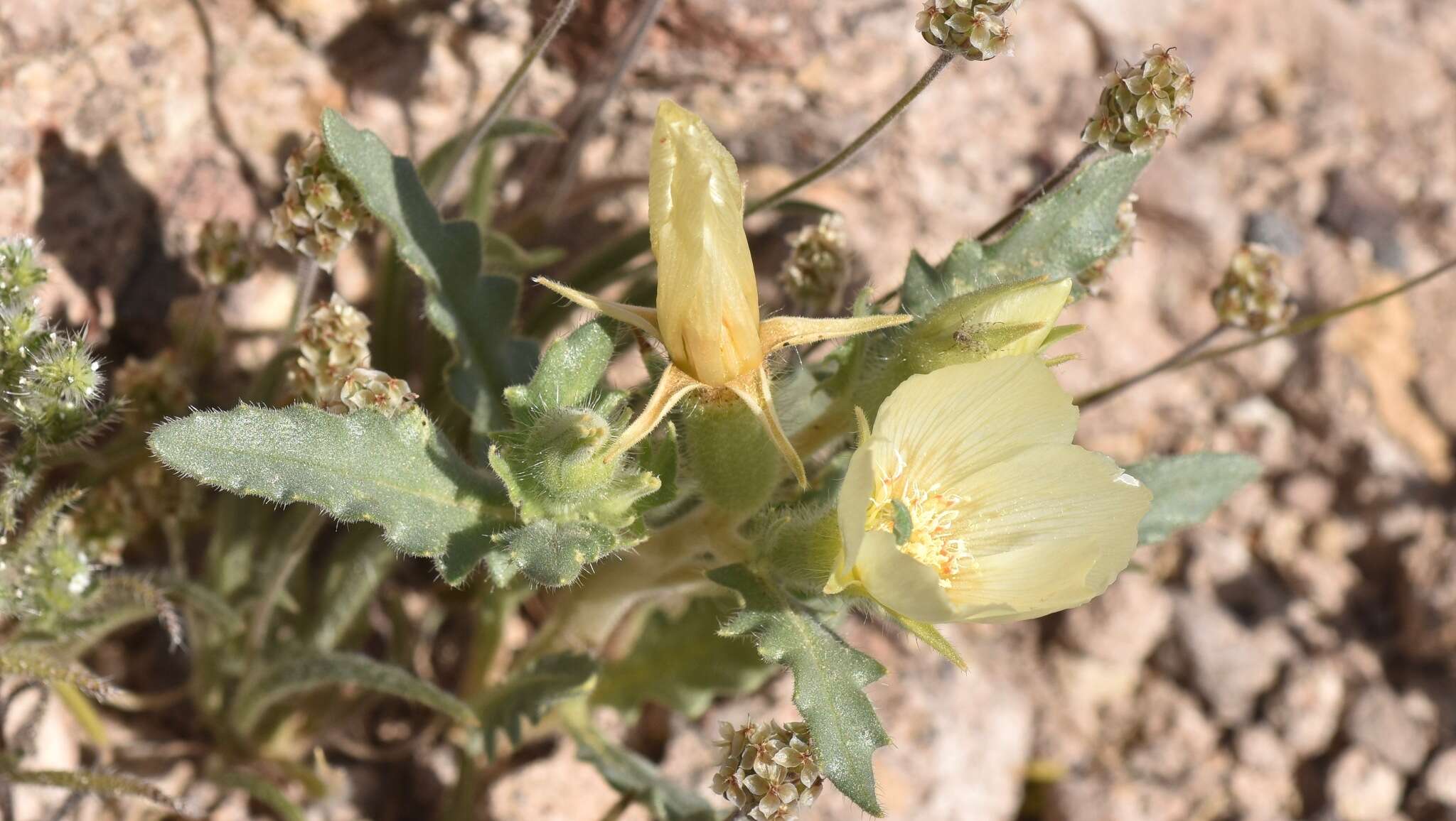 Imagem de Mentzelia tricuspis A. Gray