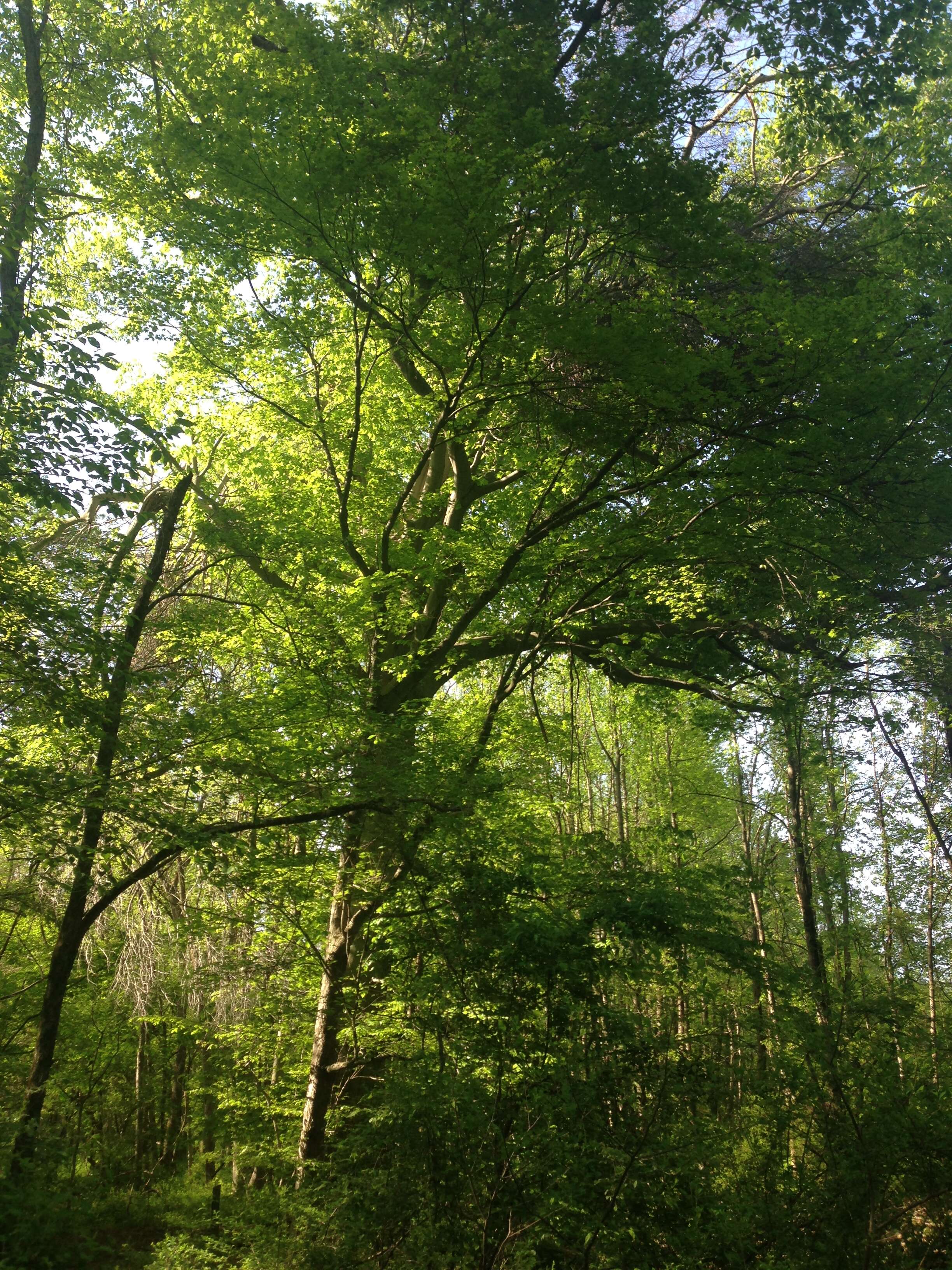 Image de Hêtre à grandes feuilles