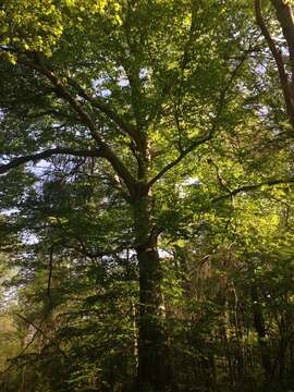 Image de Hêtre à grandes feuilles