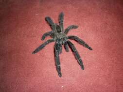 Image of Costa Rican Chevron Tarantula