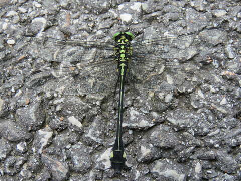 صورة Anisogomphus Selys 1858