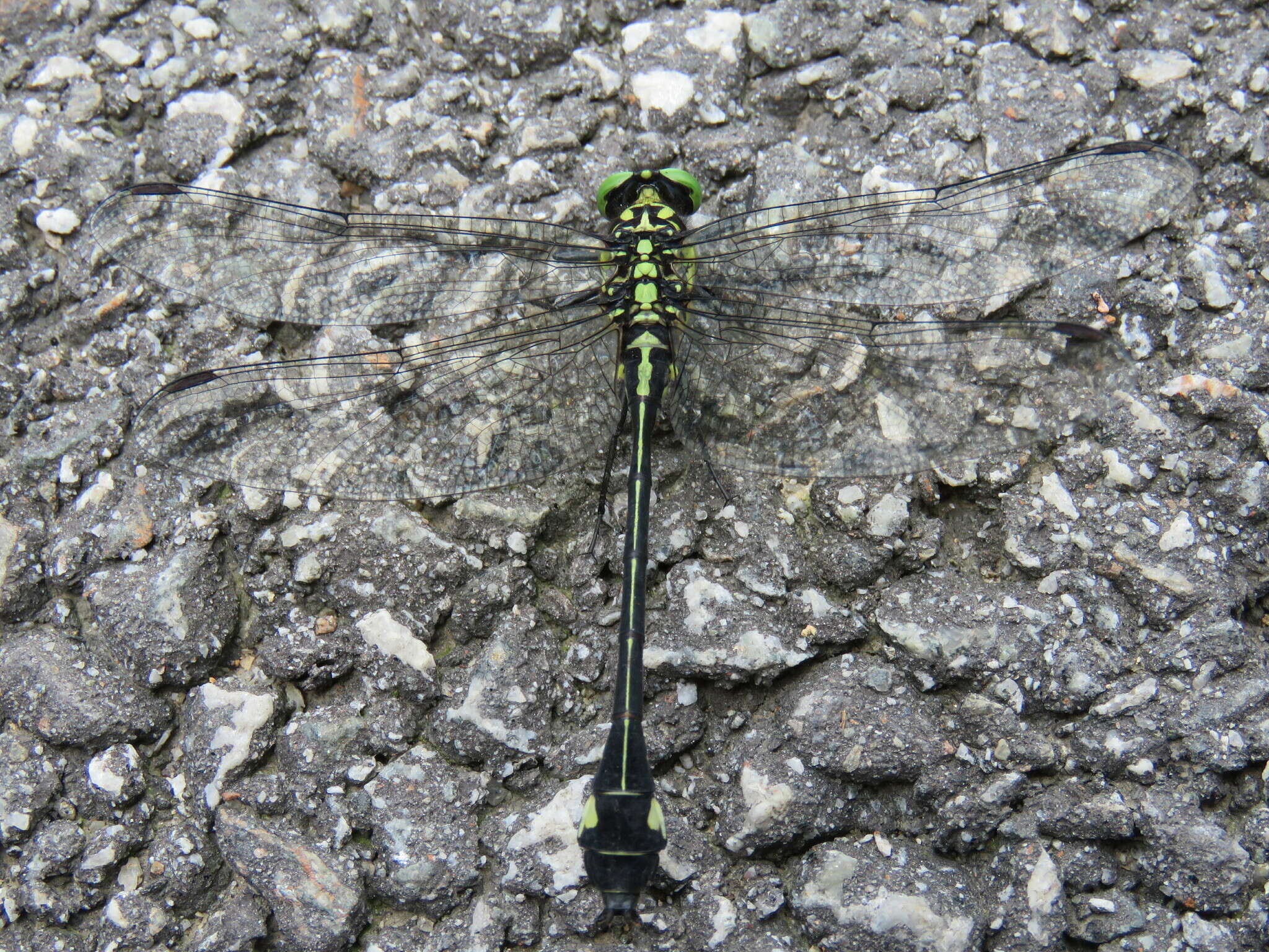 صورة Anisogomphus Selys 1858