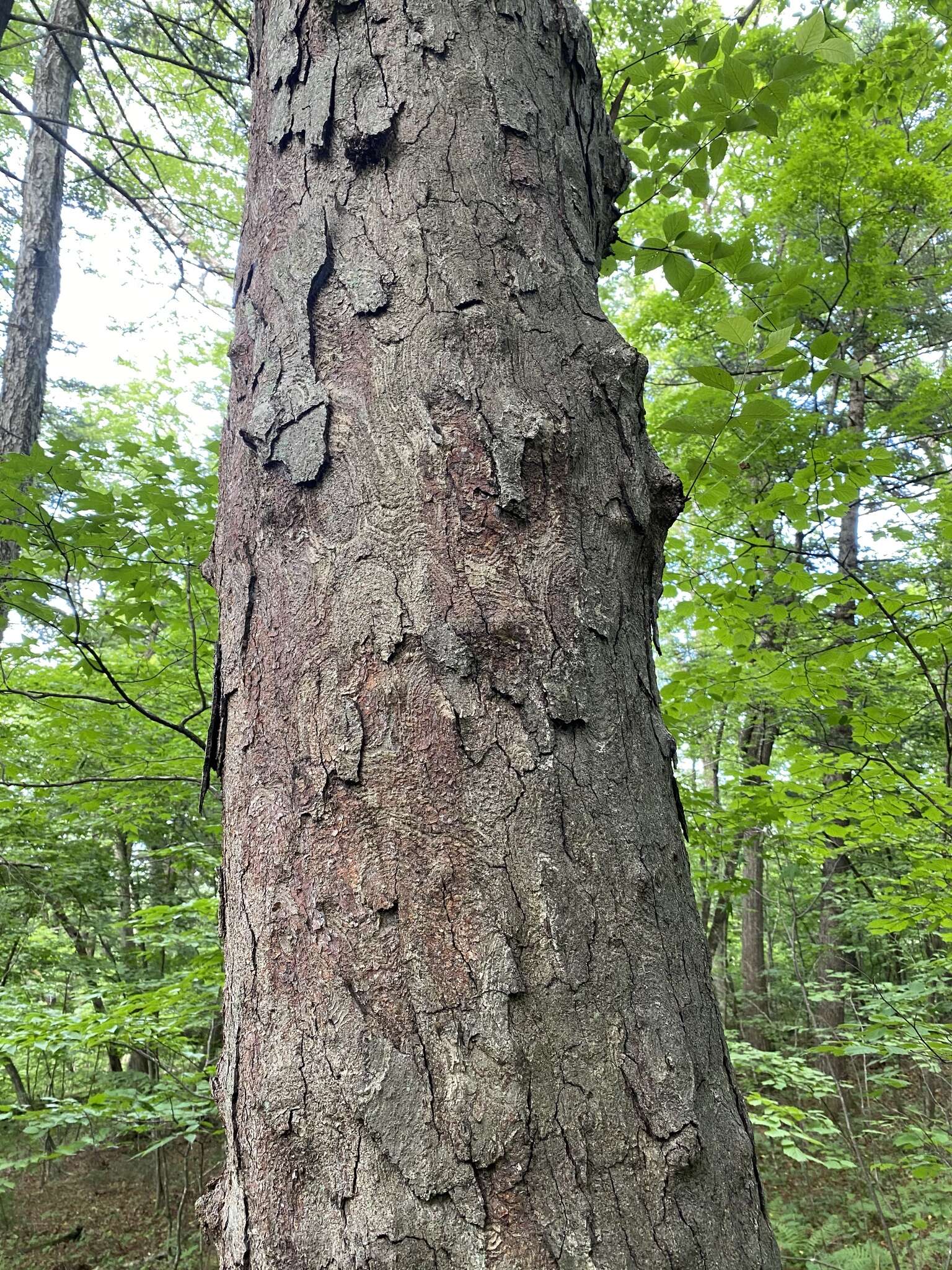 Image of Betula schmidtii Regel