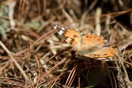 Image of Vanessa cardui